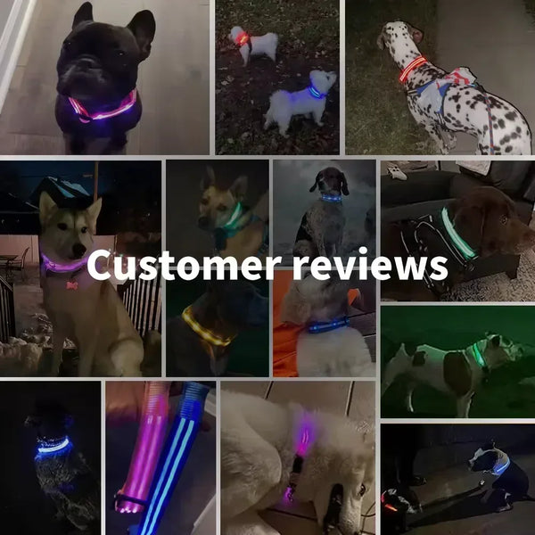 RoyalPet Led Safely Collar 